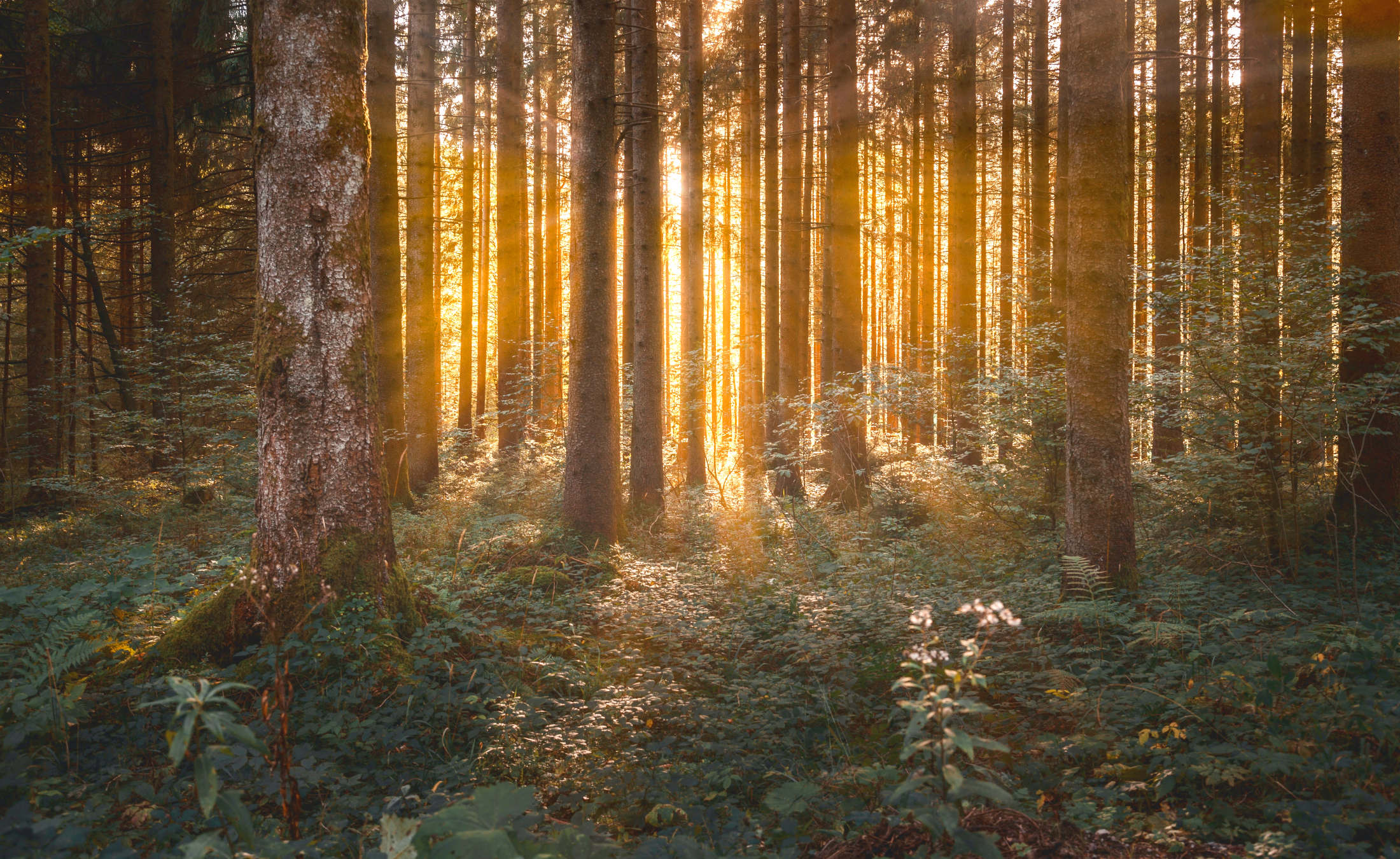 wald-physio-juenger